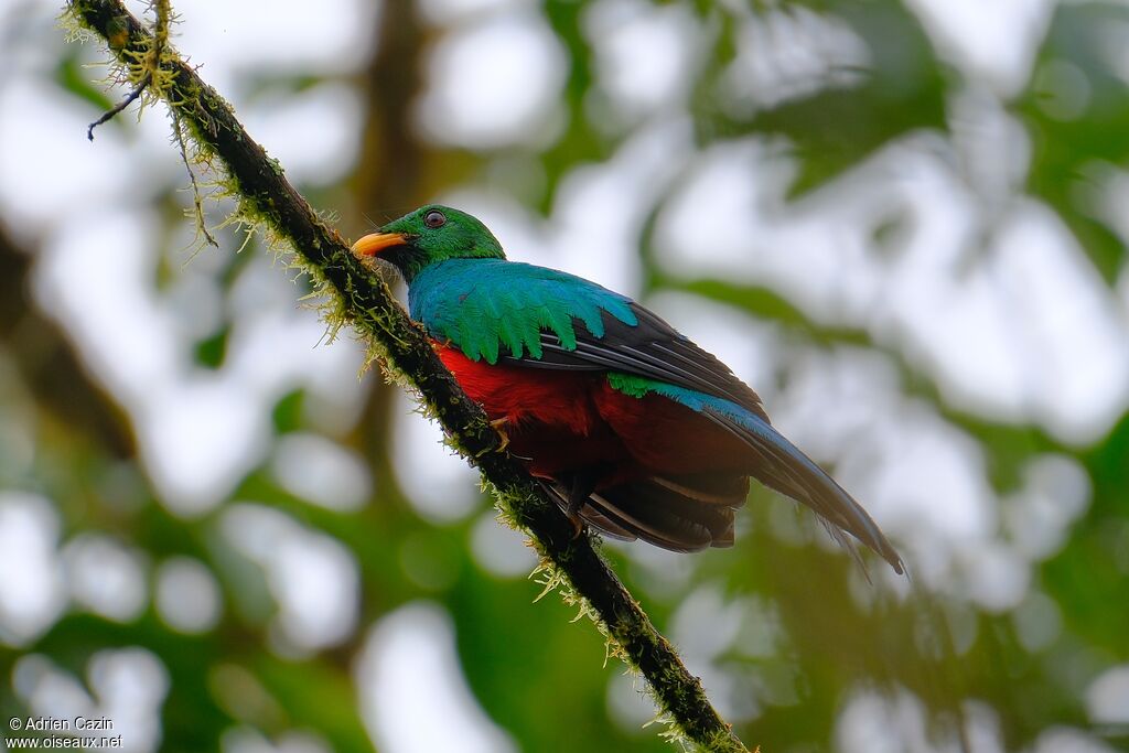 Quetzal doré mâle adulte, identification