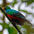 Quetzal doré