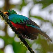 Quetzal doré