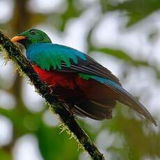 Quetzal doré