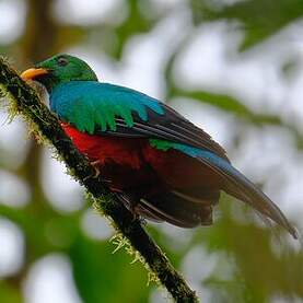 Quetzal doré