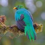 Quetzal doré