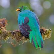 Quetzal doré