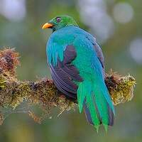 Quetzal doré