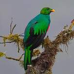 Quetzal doré