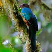 Quetzal doré