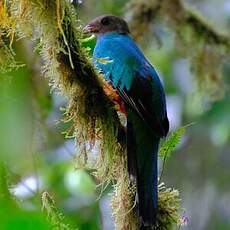 Quetzal doré