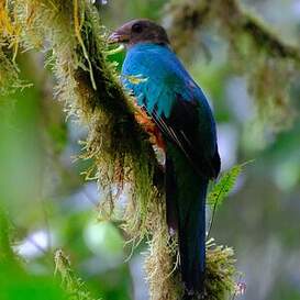 Quetzal doré