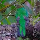 Quetzal doré