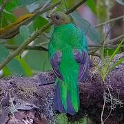 Quetzal doré