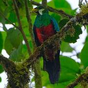 Quetzal doré