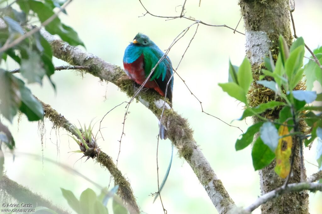 Quetzal resplendissant mâle immature, identification