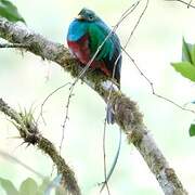 Quetzal resplendissant