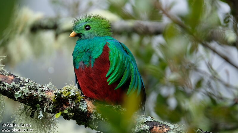 Resplendent Quetzal male adult, close-up portrait