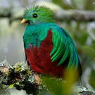 Quetzal resplendissant