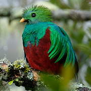 Quetzal resplendissant