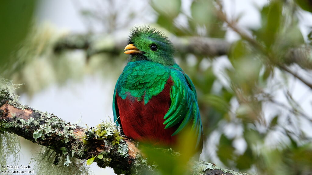 Resplendent Quetzal male adult, identification