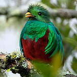 Quetzal resplendissant