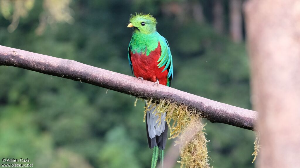 Resplendent Quetzal male adult, identification