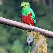 Quetzal resplendissant