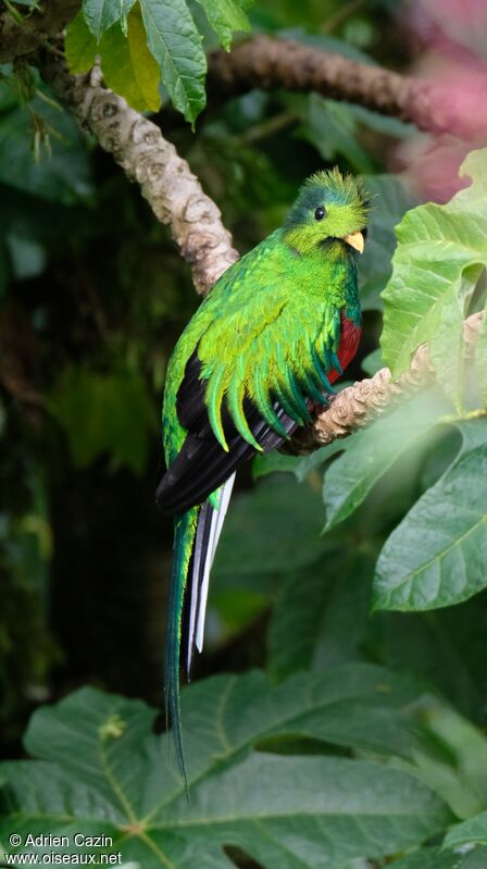Resplendent Quetzal male adult, identification, aspect