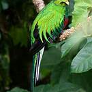 Quetzal resplendissant