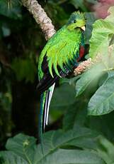 Quetzal resplendissant