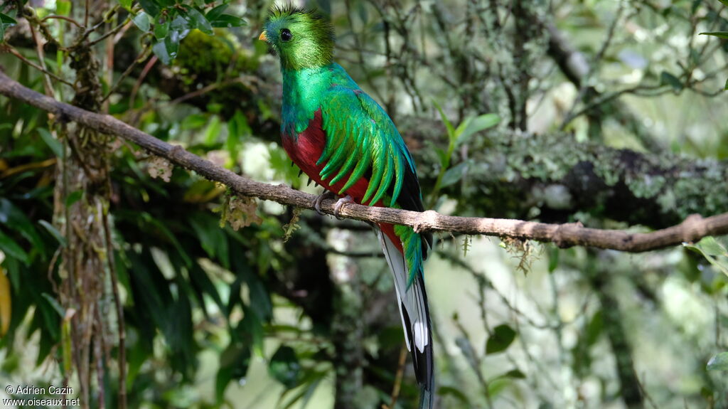 Quetzal resplendissant mâle adulte, identification