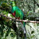 Quetzal resplendissant