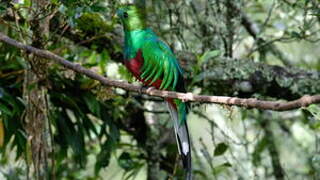 Quetzal resplendissant