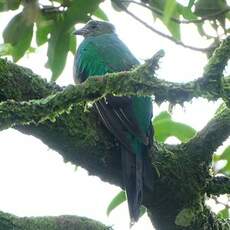 Quetzal resplendissant