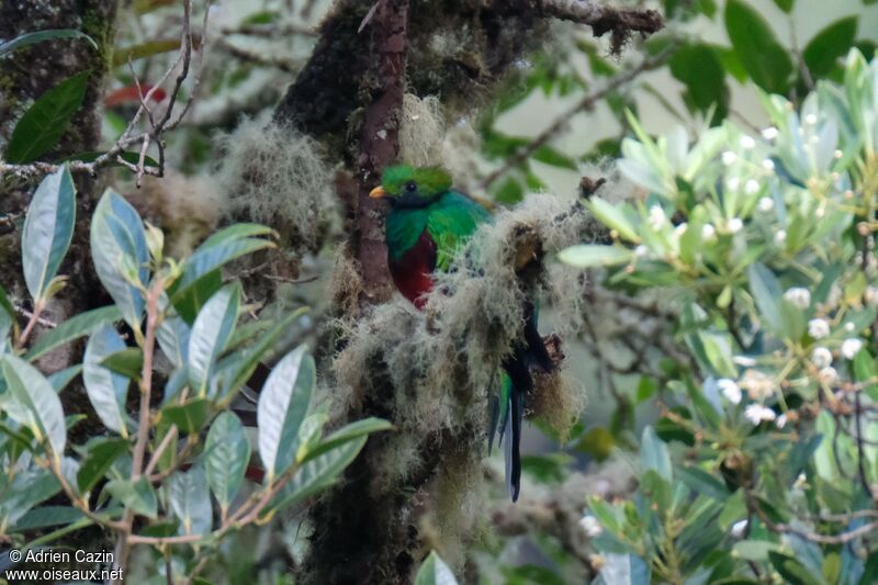 Quetzal resplendissant mâle adulte internuptial, identification
