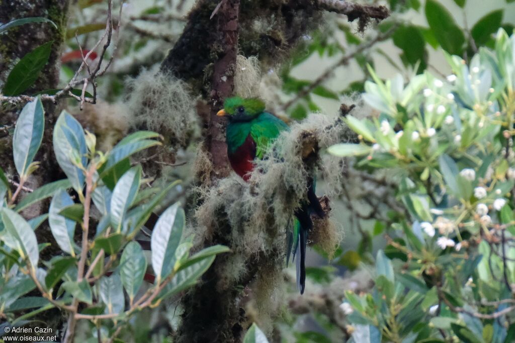 Quetzal resplendissant mâle adulte internuptial, identification