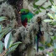 Quetzal resplendissant