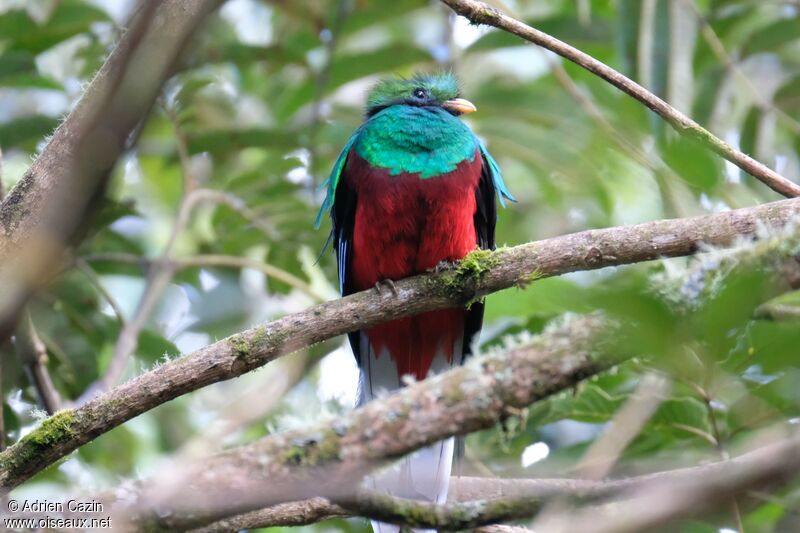 Quetzal resplendissant mâle adulte internuptial, identification