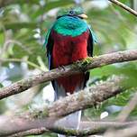 Quetzal resplendissant