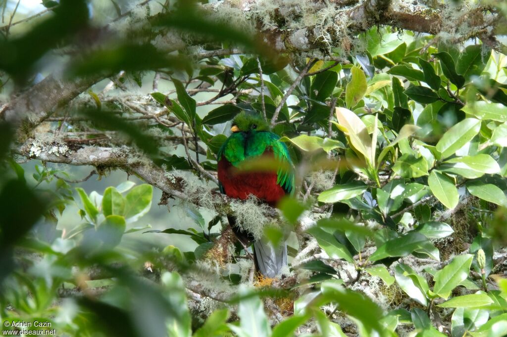 Quetzal resplendissant mâle adulte internuptial, identification