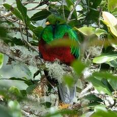 Quetzal resplendissant