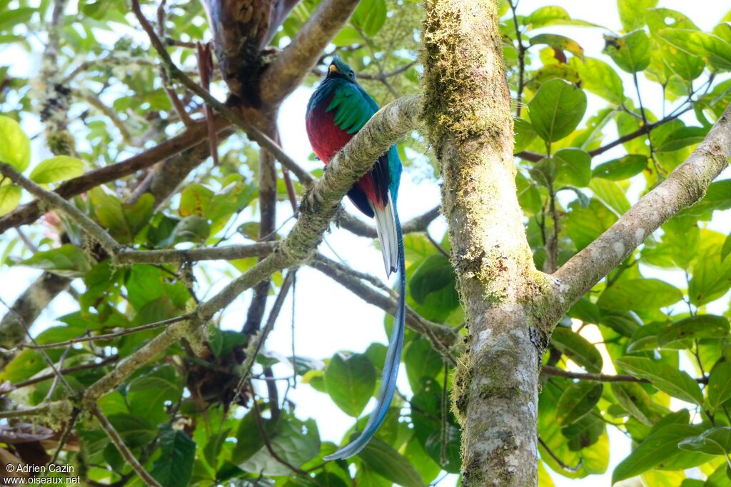 Quetzal resplendissant mâle adulte, identification