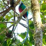 Quetzal resplendissant