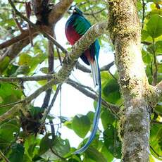 Quetzal resplendissant