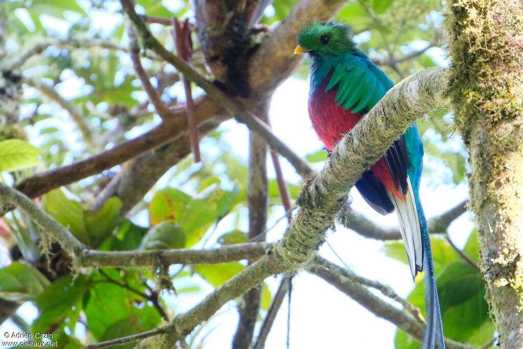 Quetzal resplendissant mâle adulte, identification