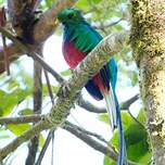 Quetzal resplendissant