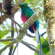 Resplendent Quetzal