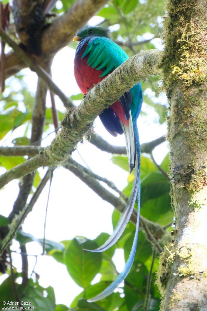 Quetzal resplendissant mâle adulte, identification