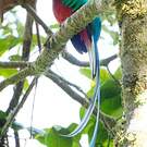 Quetzal resplendissant