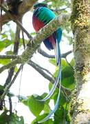 Resplendent Quetzal