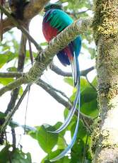 Quetzal resplendissant