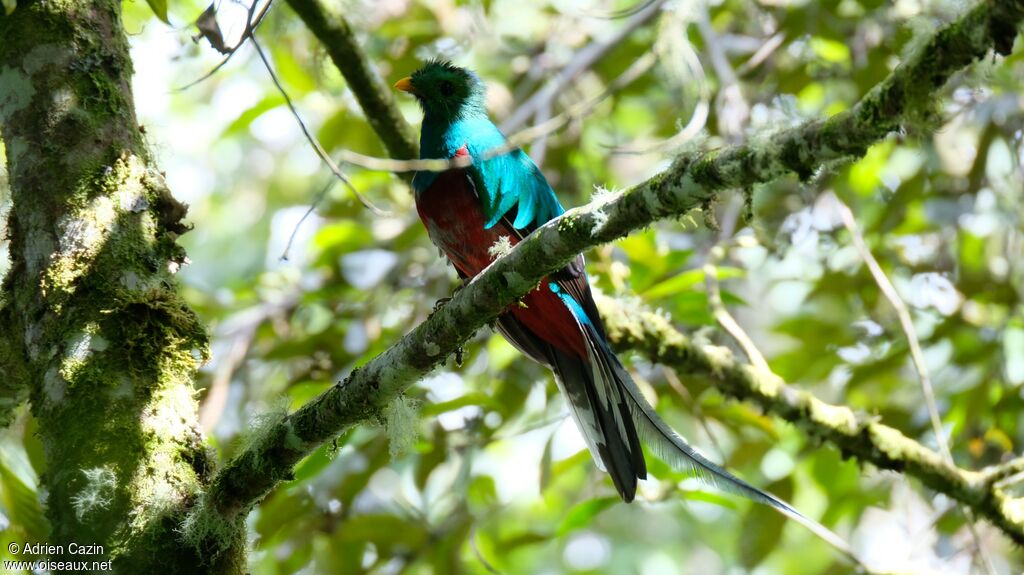 Resplendent Quetzal male adult, identification