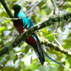 Quetzal resplendissant